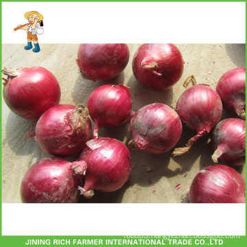 High quality fresh onion of 5-7cm size
